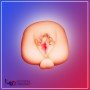 Realistic Vagina with Tongue BIG V2 BAV-011